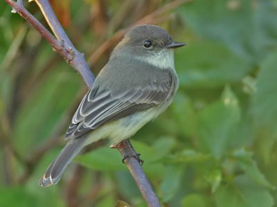 Eastern Phoebe, Cape May Point State Park