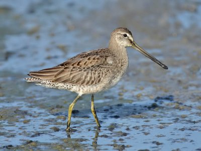 Long-billed Dowitcher, Higbee WMA