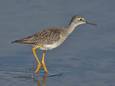 Lesser Yellowlegs, Higbee WMA