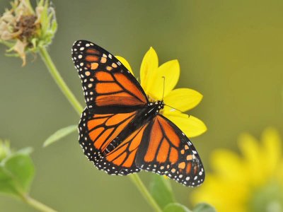 Monarch butterfly, Cape May Point State Park