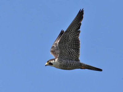 Peregrine Falcon, Hawkwatch  Cape May Point SP