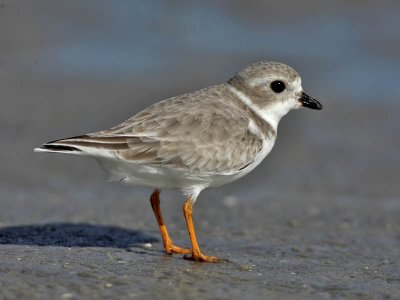 Piping Plover (winter plumage), Stone Harbour, New Jersey