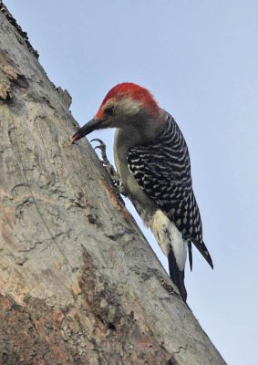 Red-bellied Woodpecker (male), Cape May County Park