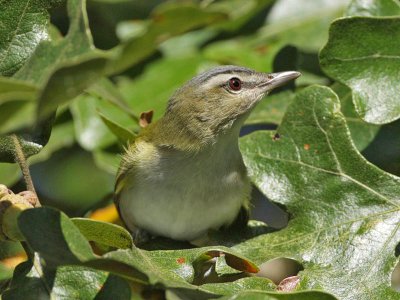Red-eyed Vireo, Cape May Point State Park
