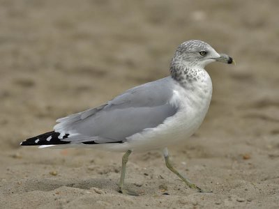 Ring-billed Gull, Cape May beach
