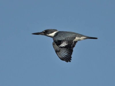 Belted Kingfisher (female), Cape May Point State Park