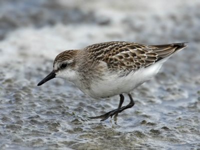 Semipalmated Sandpiper (1st w), Stone Harbour, New Jersey