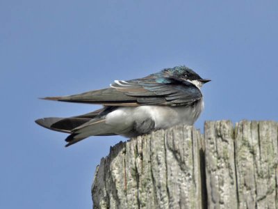Tree Swallow, Cape May Point State Park