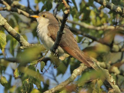 Yellow-billed Cuckoo, Higbee WMA