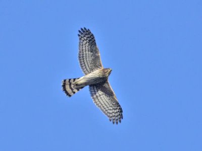 Cooper's Hawk, Cape May Point State Park