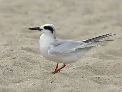 Foster's Tern (winter plumage), Cape May beach