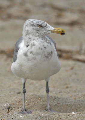 American Herring Gull (adult winter), Cape May beach