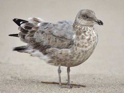 American Herring Gull (2nd winter,) Cape May beach