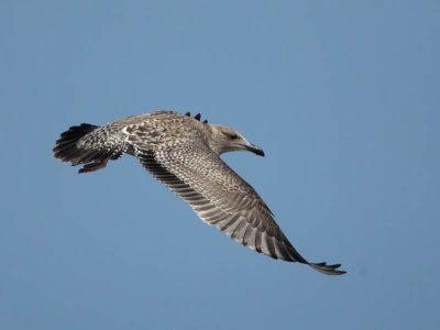 American Herring Gull (1st winter), Cape May beach