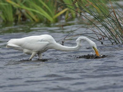 Great White Egret, Cape May Point State Park