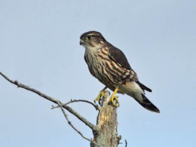 Merlin, Cape May Point State Park