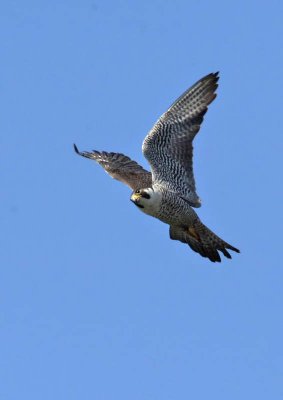 Peregrine Falcon, Hawkwatch  Cape May Point SP