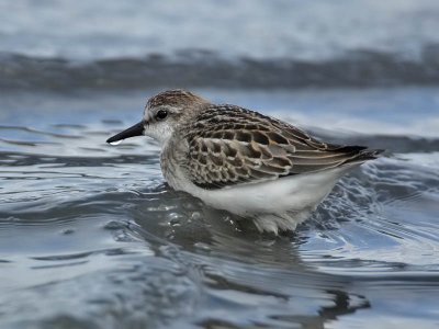 Semipalmated Sandpiper, Stone Harbour, New Jersey