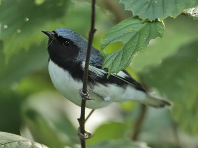 Black-throated Blue Warbler (male), Cape May Point State Park