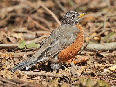 American Robin, Cape May County Park