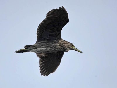 Black-crowned Night-Heron (1st w), Nummy Island, New Jersey