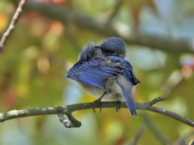 Eastern Bluebird (1st w), Villas WMA