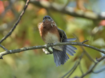 Eastern Bluebird (1st w), Villas WMA