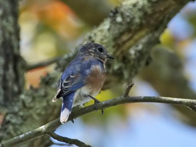 Eastern Bluebird (1st w), Villas WMA