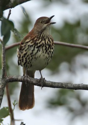 Brown Thrasher, Cape May Point State Park