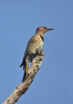 Northern Flicker (Yellow shafted), Cape May Point State Park