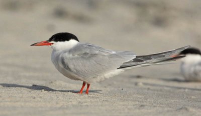 Foster'sTern,  Cape May beach