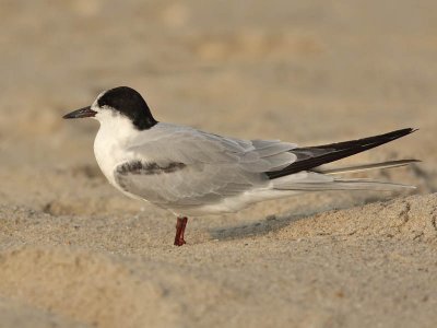 Foster's Tern, Cape May beach