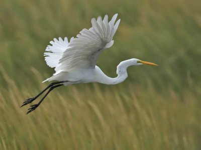 Great White Egret, Cape May Point State Park