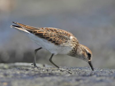 Least Sandpiper (1st w), Stone Harbour, New Jersey