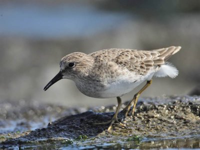 Least Sandpiper, Stone Harbour, New Jersey