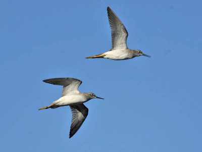 Lesser Yellowlegs, Higbee WMA