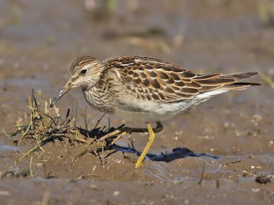 Pectoral Sandpiper (1st w),  Bayshore Road, Cape May