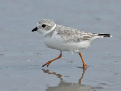Piping Plover, Stone Harbour, New Jersey