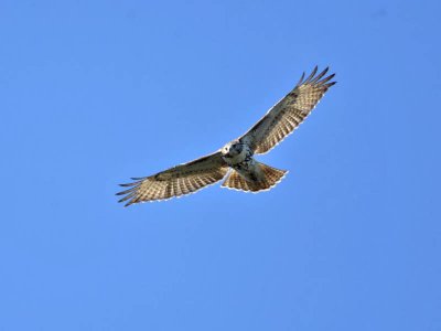 Red-tailed Hawk, Villas WMA