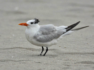 Royal Tern, Cape May beach
