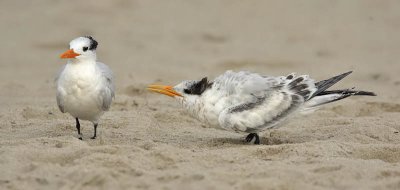 Royal Tern 1st w begging for food, Cape May beach