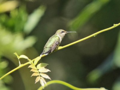 Ruby-throated Hummingbird (female), Lily Lake
