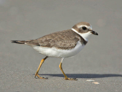 Semipalmated Plover, Stone Harbour, New Jersey
