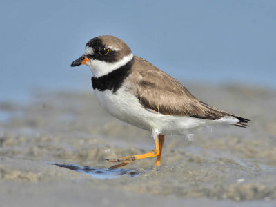 Semipalmated Plover, Stone Harbour, New Jersey