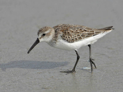 Western Sandpiper, Stone Harbour, New Jersey
