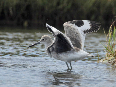 Willet, Nummy Island, New Jersey