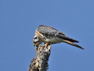 American Kestrel (male), Villas WMA