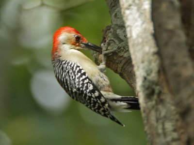 Red-bellied Woodpecker (male), Cape May County Park