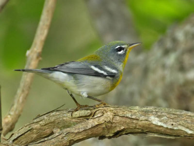 Northern Parula, Cape May Point State Park