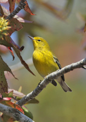 Palm Warbler, Villas WMA